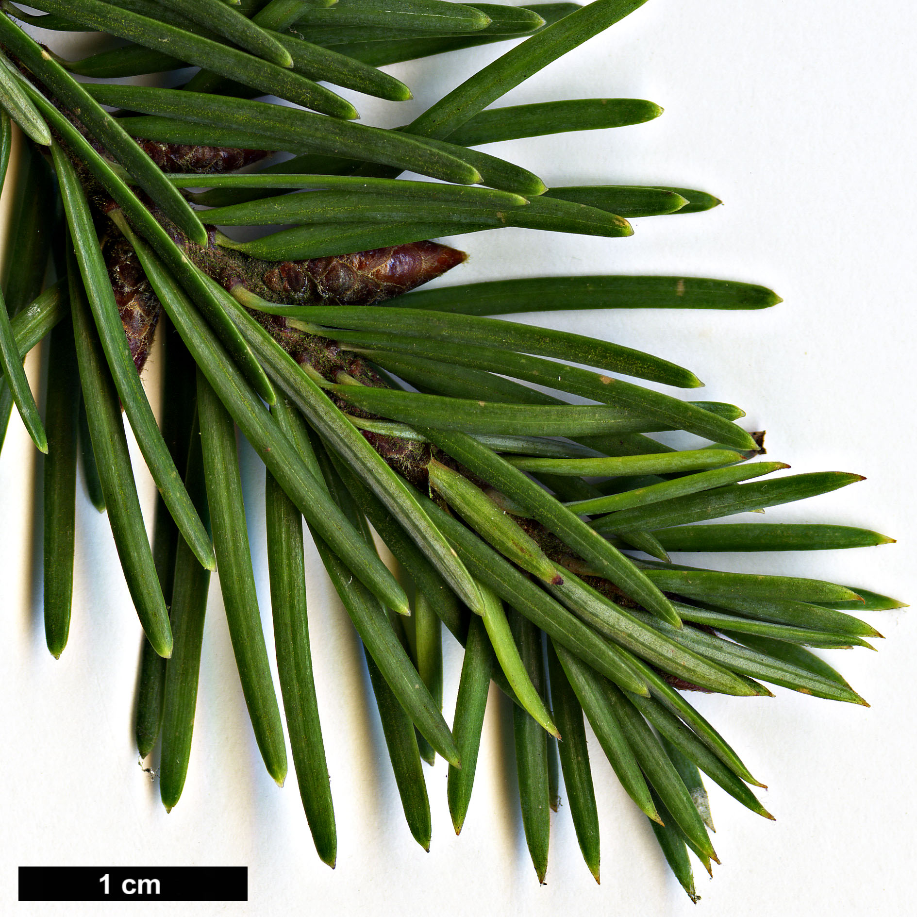 High resolution image: Family: Pinaceae - Genus: Pseudotsuga - Taxon: menziesii - SpeciesSub: var. glauca